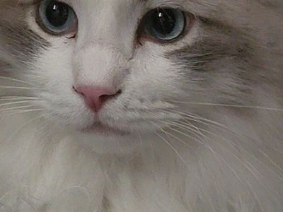 Ragdoll Cat