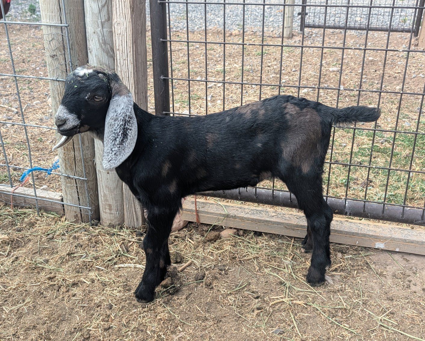 Baby Goats For Sale