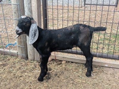 Baby Goats For Sale