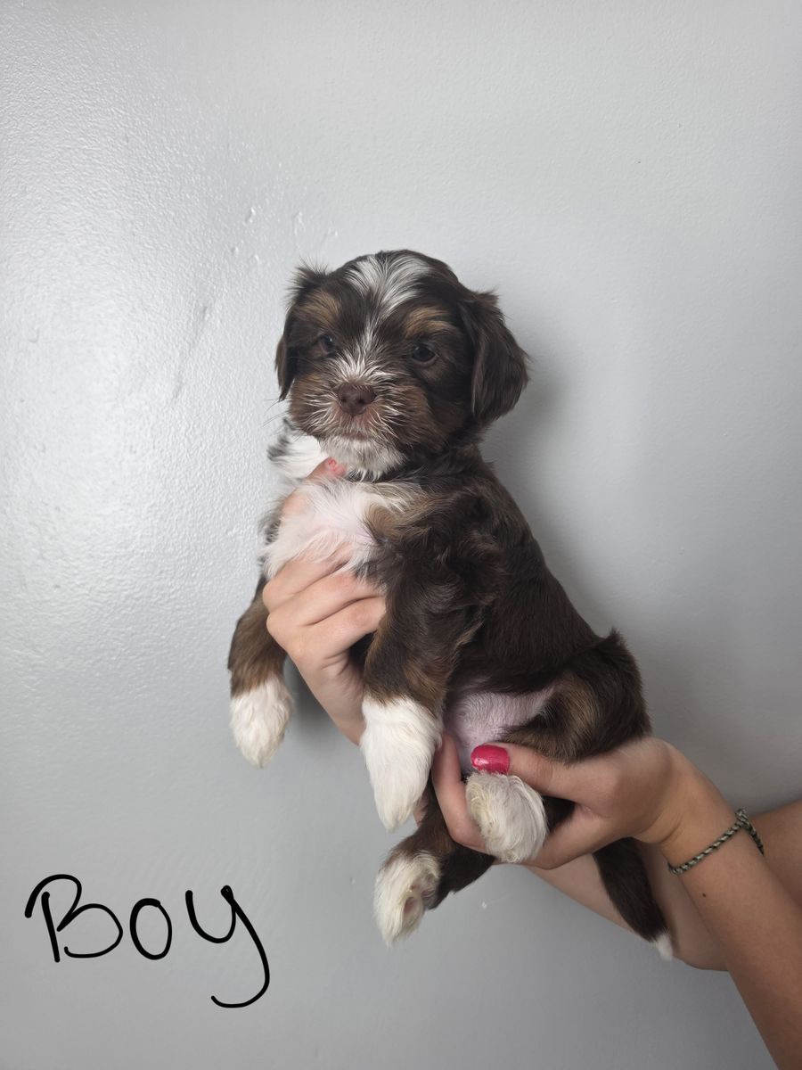 Mini Yorkiepoo