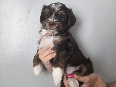 Mini Yorkiepoo