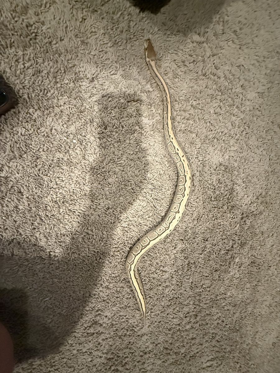 Juvenile Ball Python