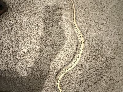 Juvenile Ball Python