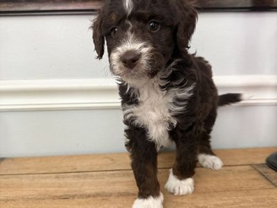 Adorable Mini Bernedoodle Puppies - Male & Female, Rare Chocolate, white, and rust colored. Hypoallergenic.