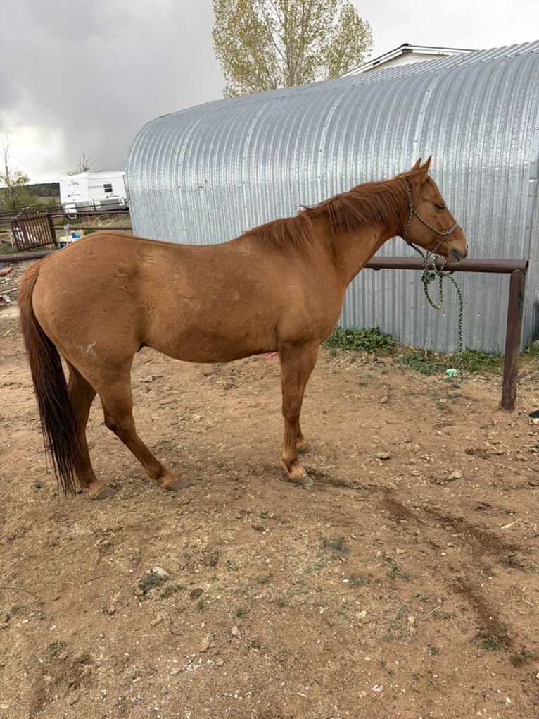 5 Year Old Grade Ranch Gelding