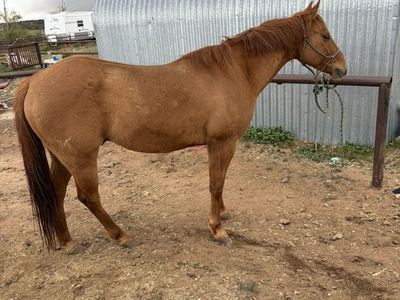 5 Year Old Grade Ranch Gelding