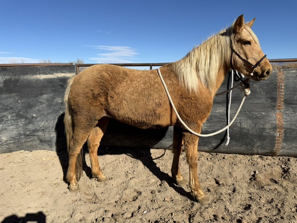 Shania 3 Year Old Mare
