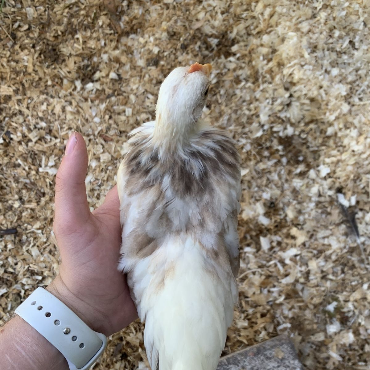 Purebred Serama Cockerel--Coop Ready Rooster