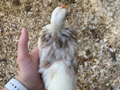 Purebred Serama Cockerel--Coop Ready Rooster