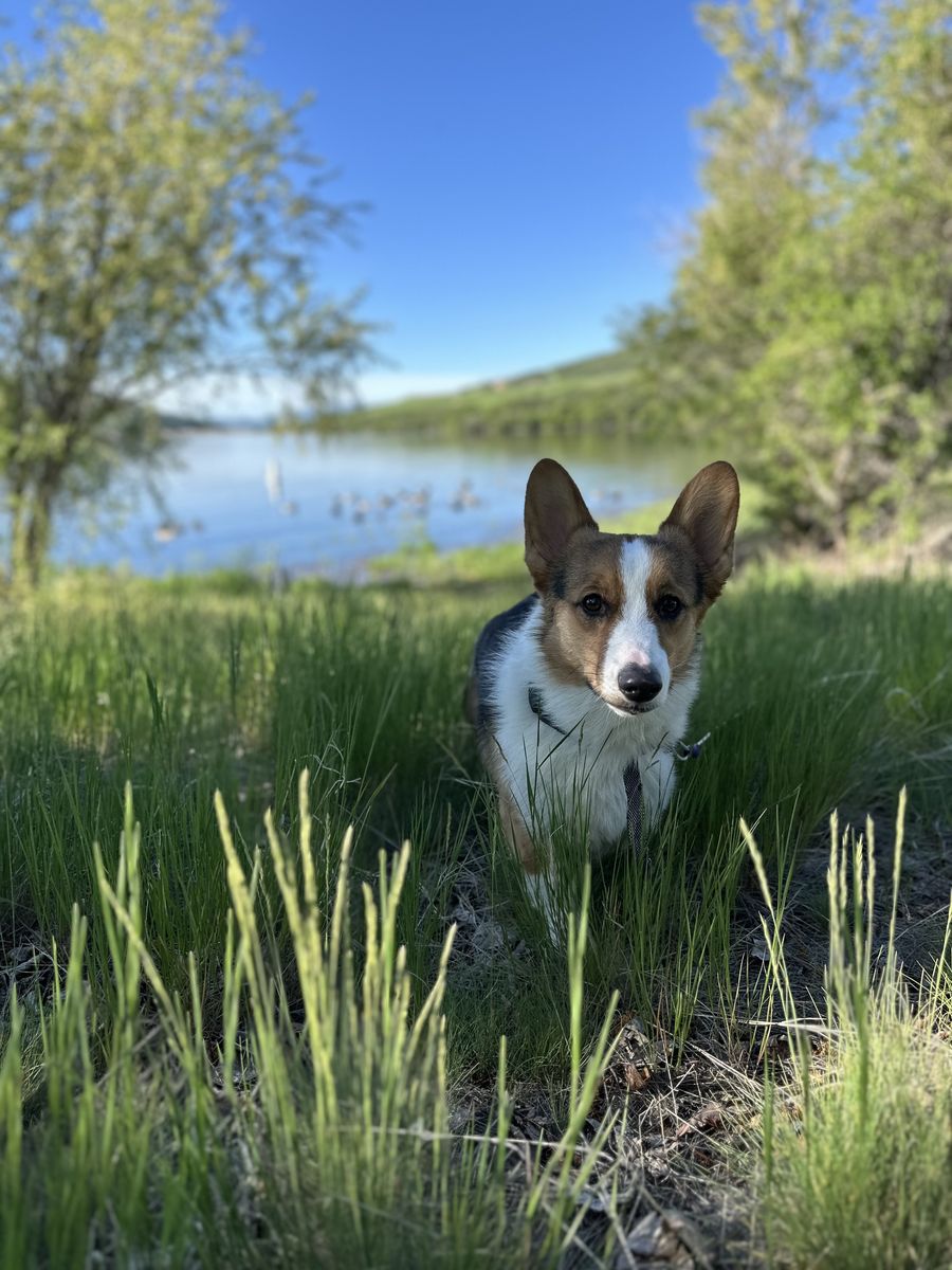 Tricolor pemboke corgi