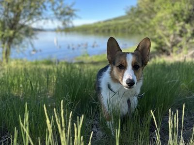Tricolor pemboke corgi