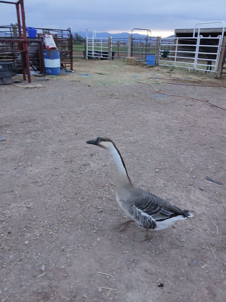 brown chinese goose pair