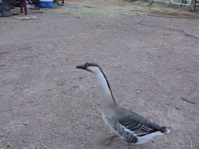 brown chinese goose pair