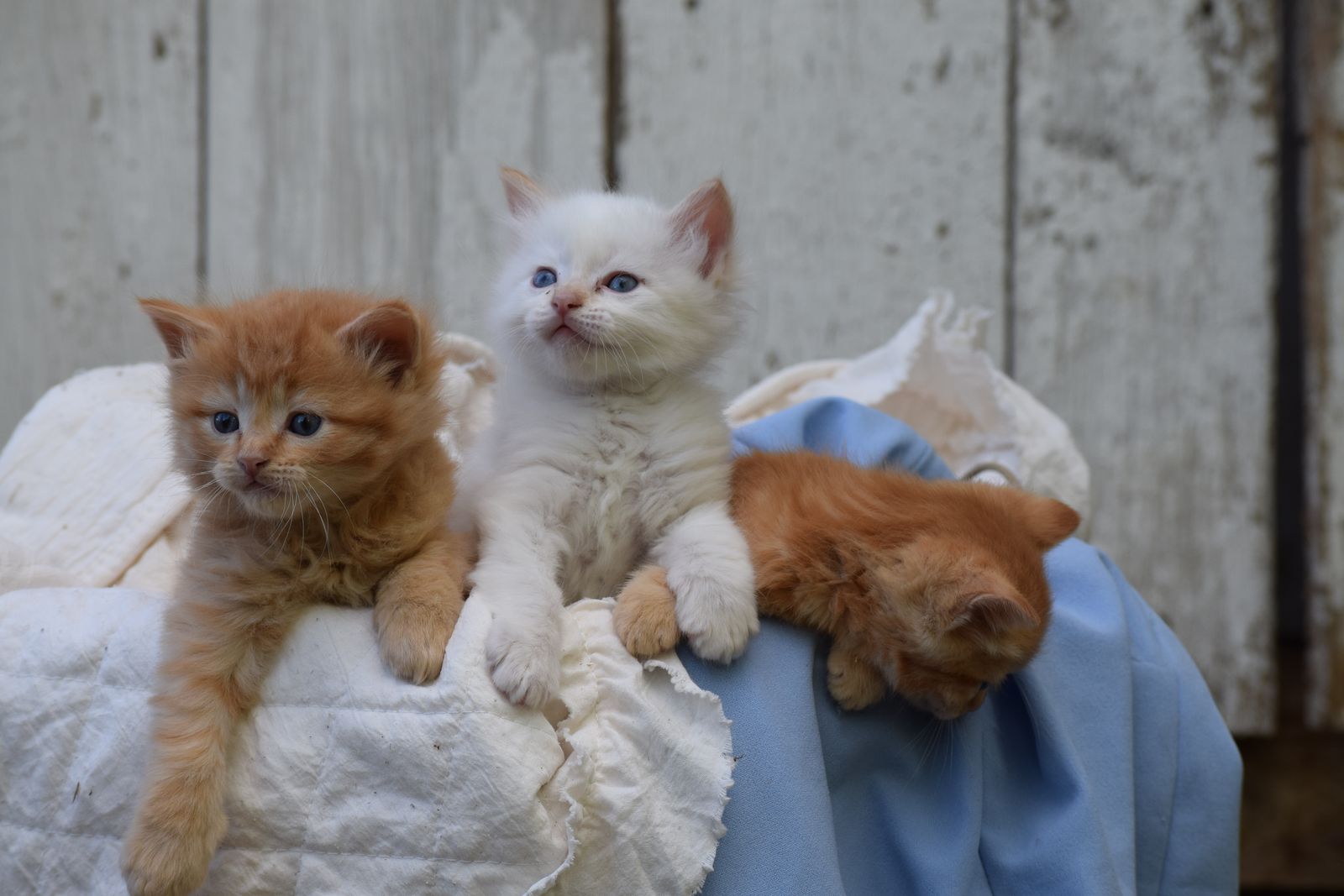 Adorable Well-Raised Blue-Eyed Kittens