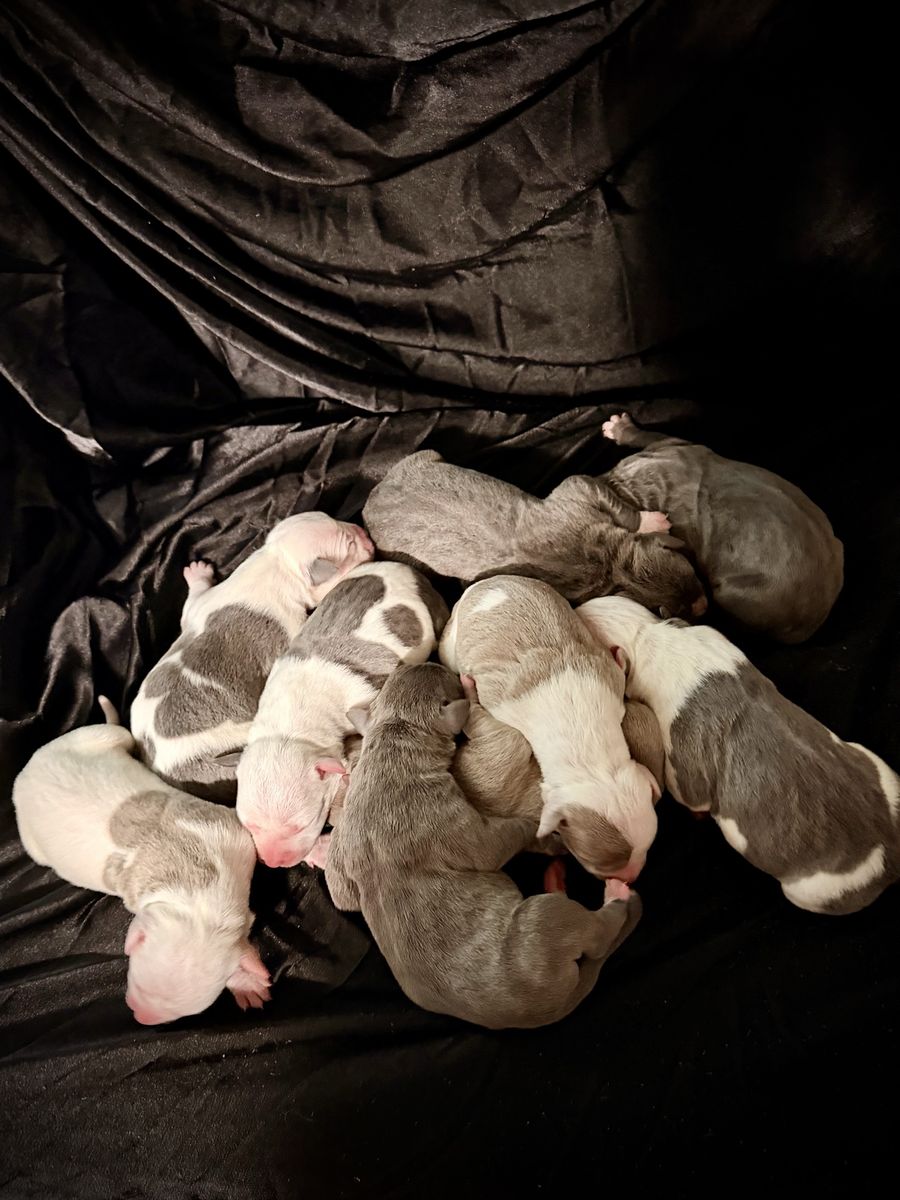 ABR American Bullies