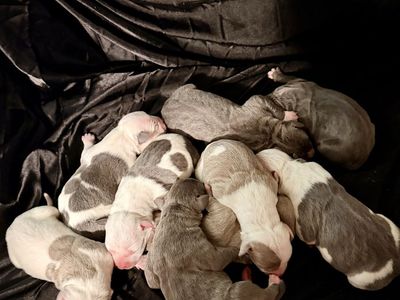 ABR American Bullies