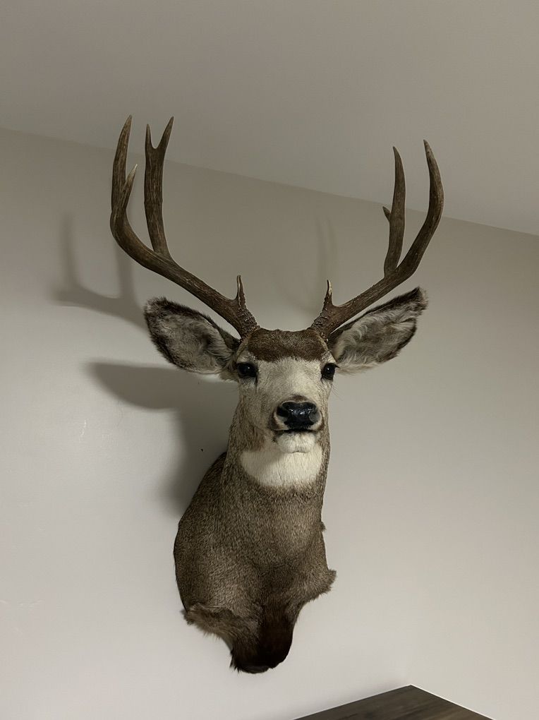 Mule Deer Mount
