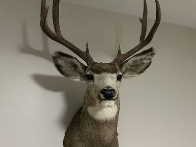 Mule Deer Mount