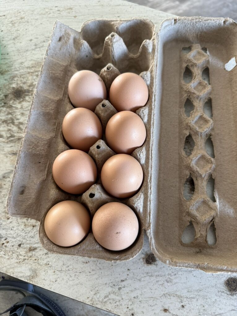 Fertilized Pure Black Australorp Eggs