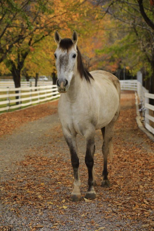 Andalusian cross gelding