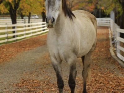 Andalusian cross gelding