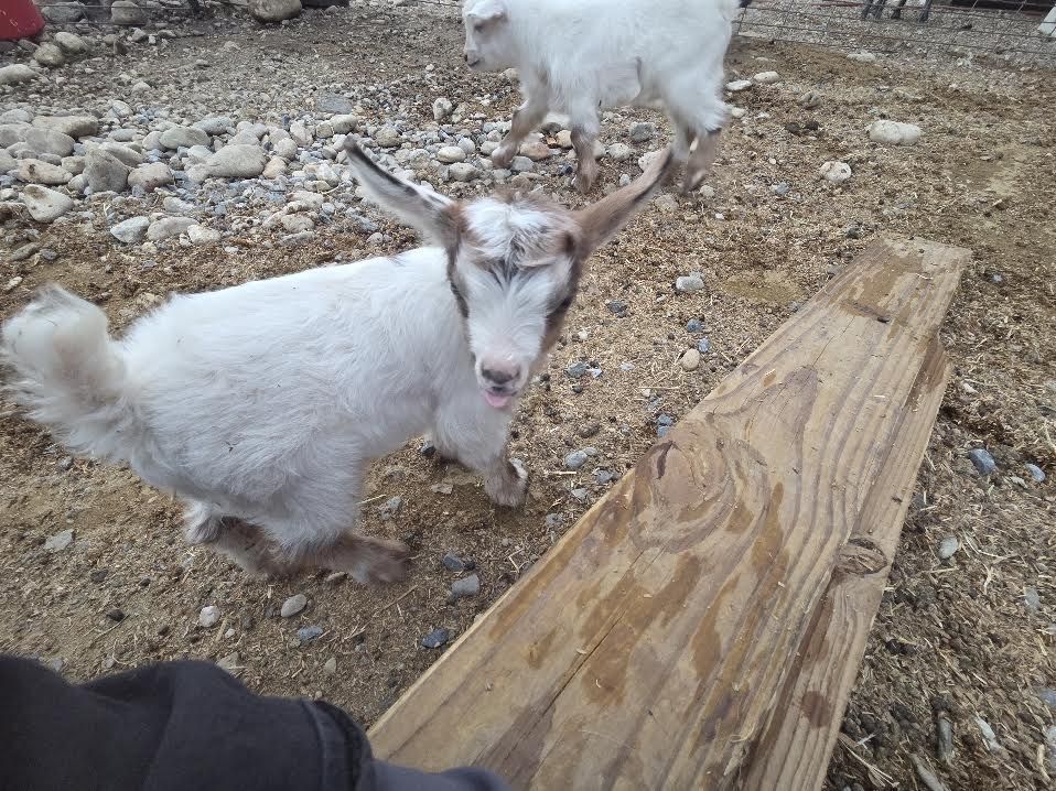 Mini silky fainting goat buck - bottle baby