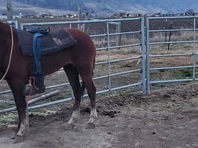 3 yr old Gelding..- Trigger