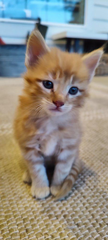 Kittens!