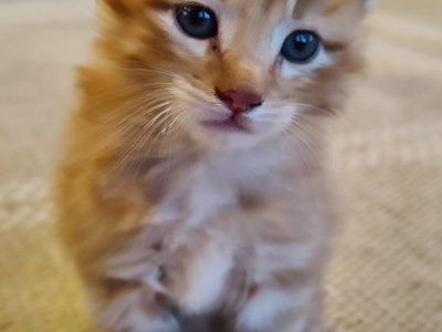 Kittens!