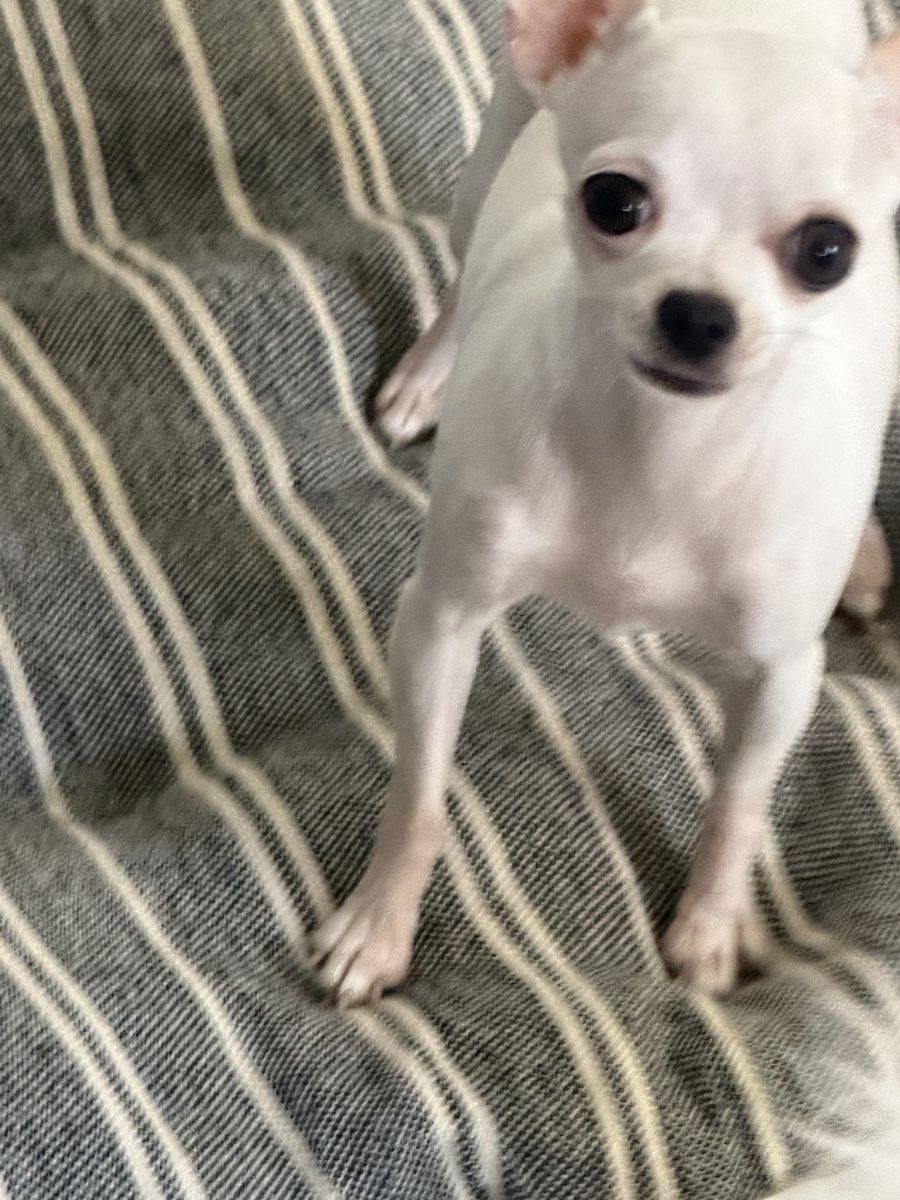 Female Apple Head Chihuahua 600