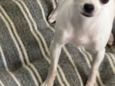 Female Apple Head Chihuahua 600