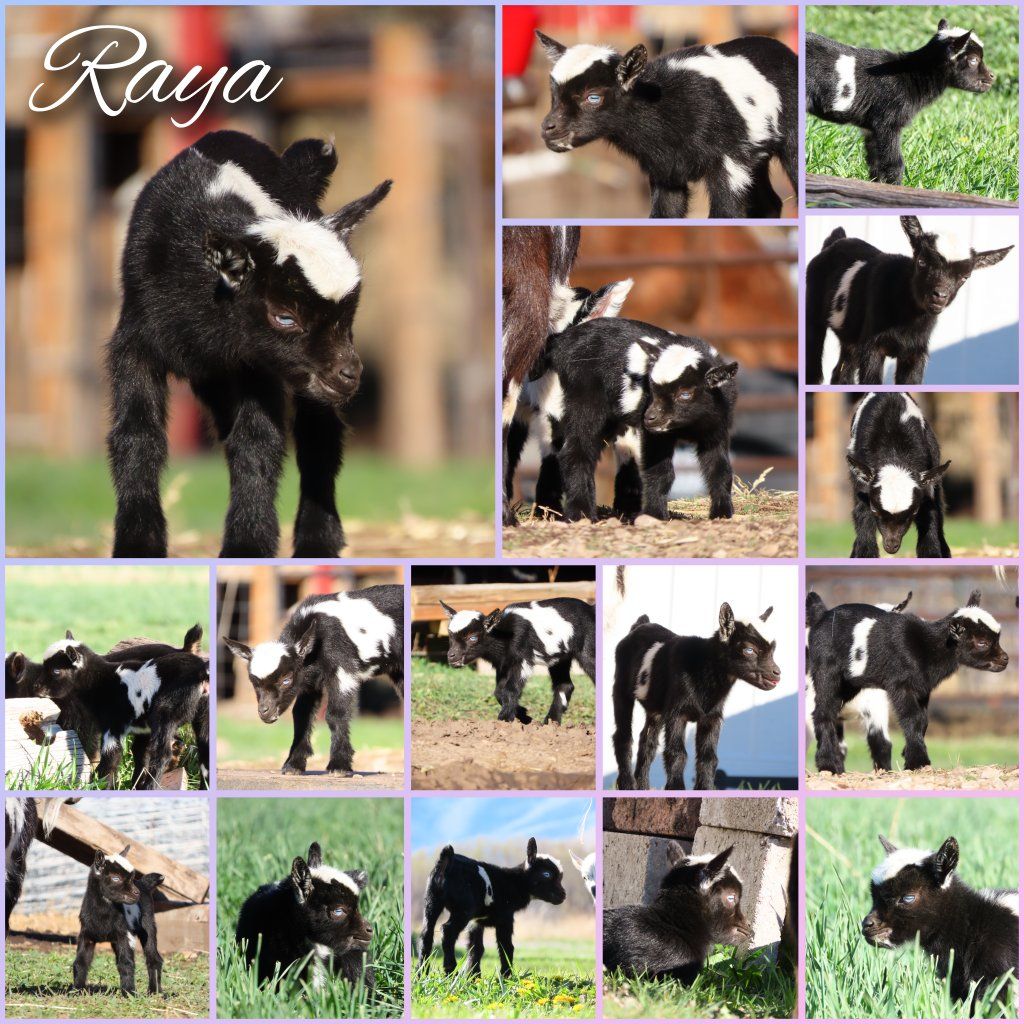 Purebred Nigerian Dwarf Doeling