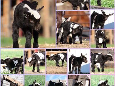 Purebred Nigerian Dwarf Doeling