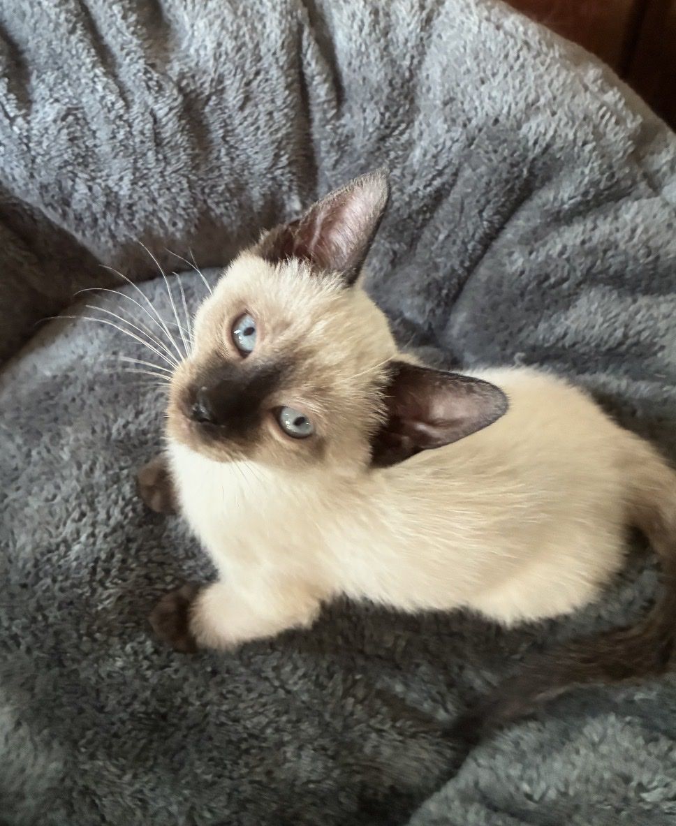 Affectionate Highlander-Siamese Mix Kittens – Raised with Love!