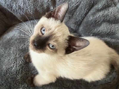 Affectionate Highlander-Siamese Mix Kittens – Raised with Love!