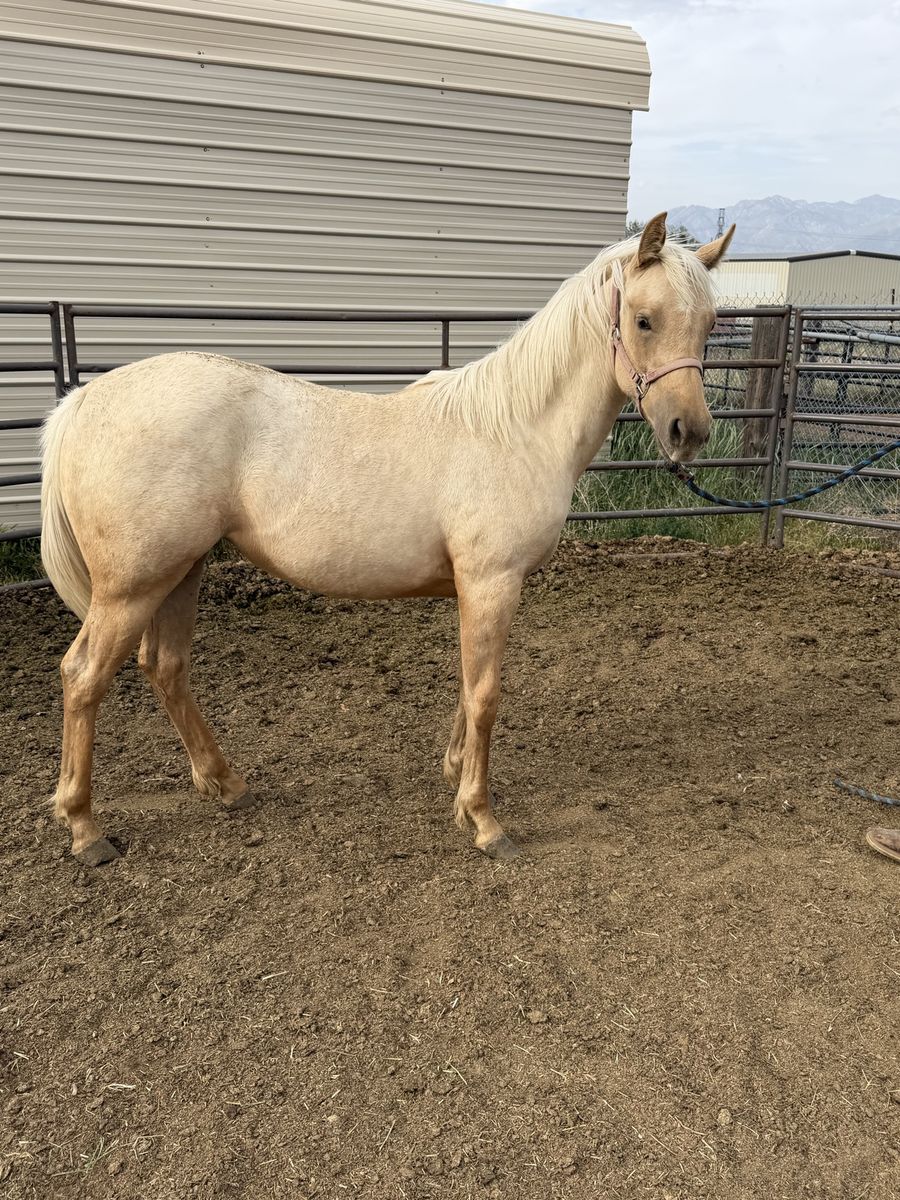 AQHA Palomino Filly