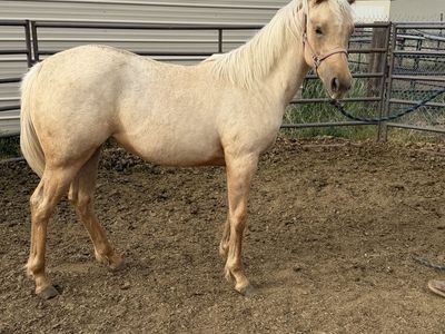 AQHA Palomino Filly