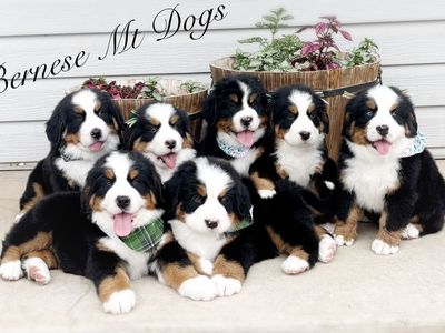 AKC BERNESE MT DOGS READY TO GO!!!
