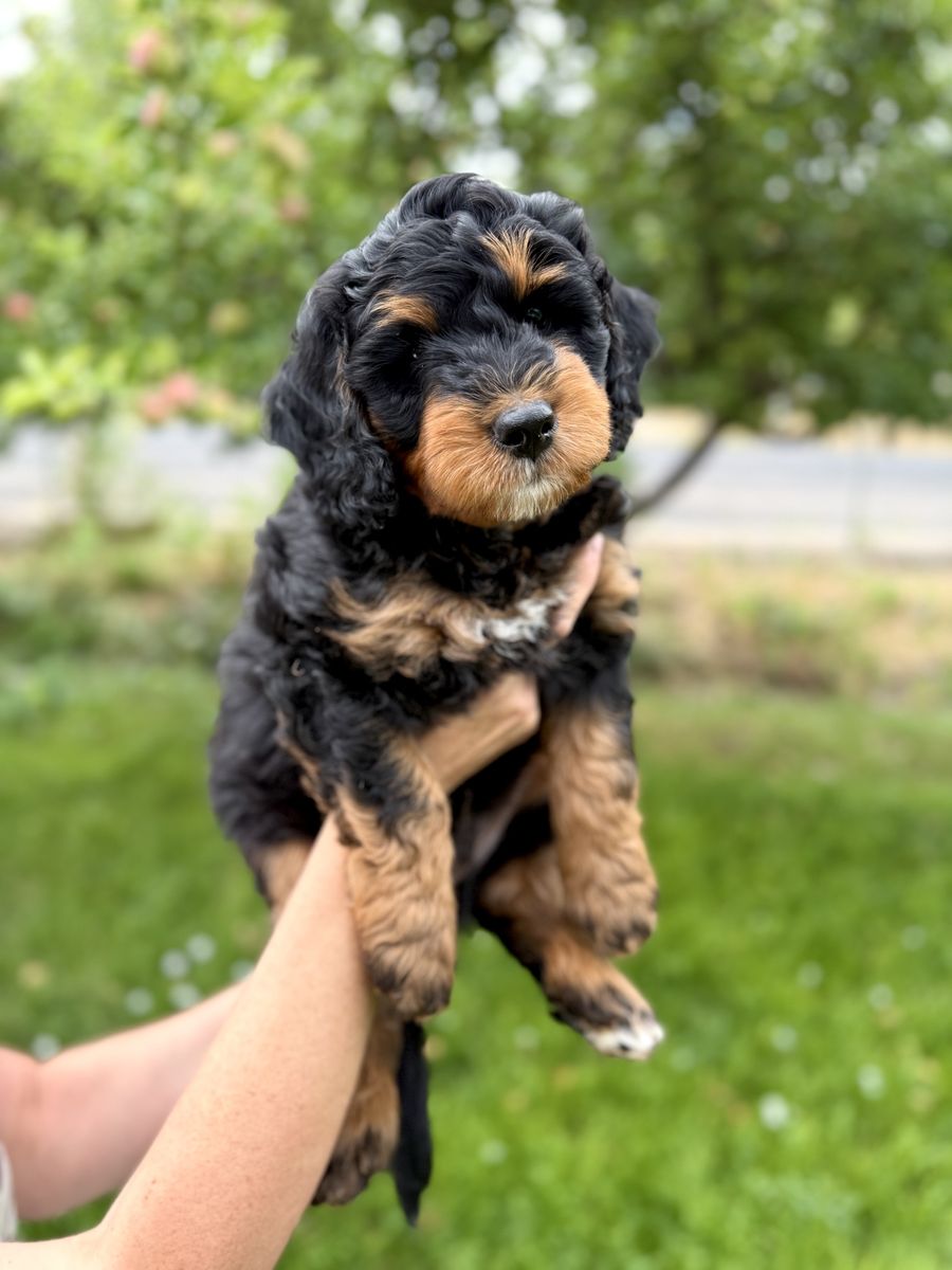 Bernedoodle puppies, berniedoodles