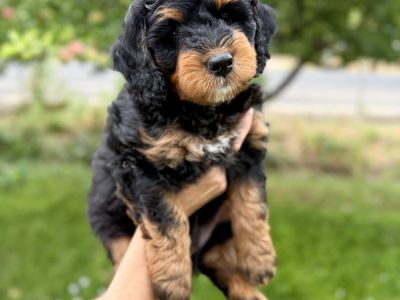 Bernedoodle puppies, berniedoodles