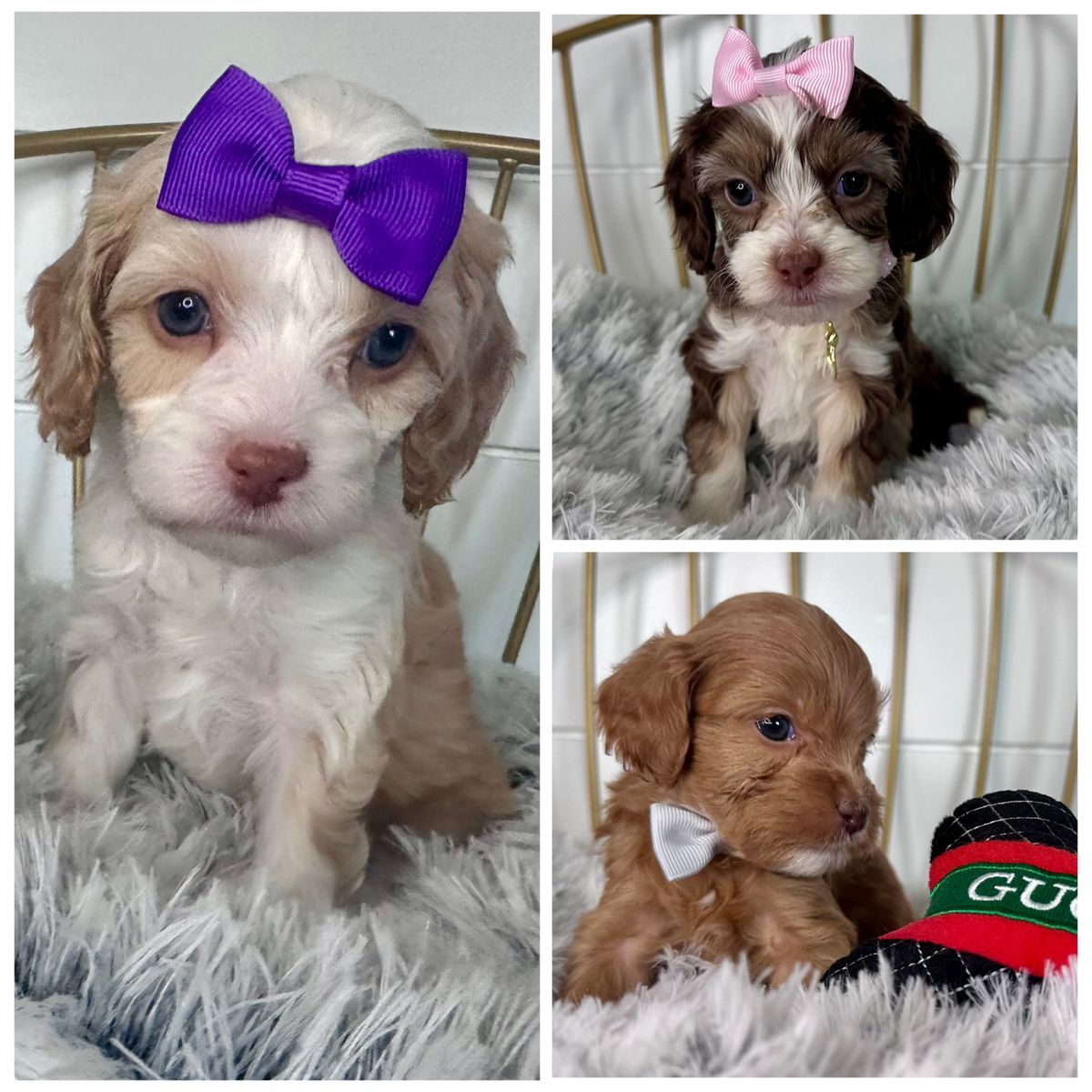 Australian Cavapoo puppies
