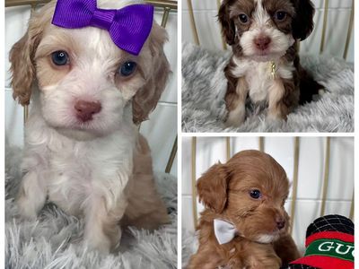 Australian Cavapoo puppies