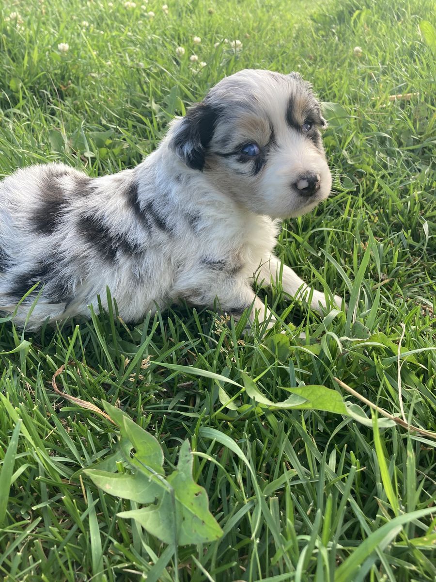 Miniature Australian Shepherd puppies/mini Aussie/ASDR/merle/tricolors
