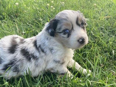Miniature Australian Shepherd puppies/mini Aussie/ASDR/merle/tricolors