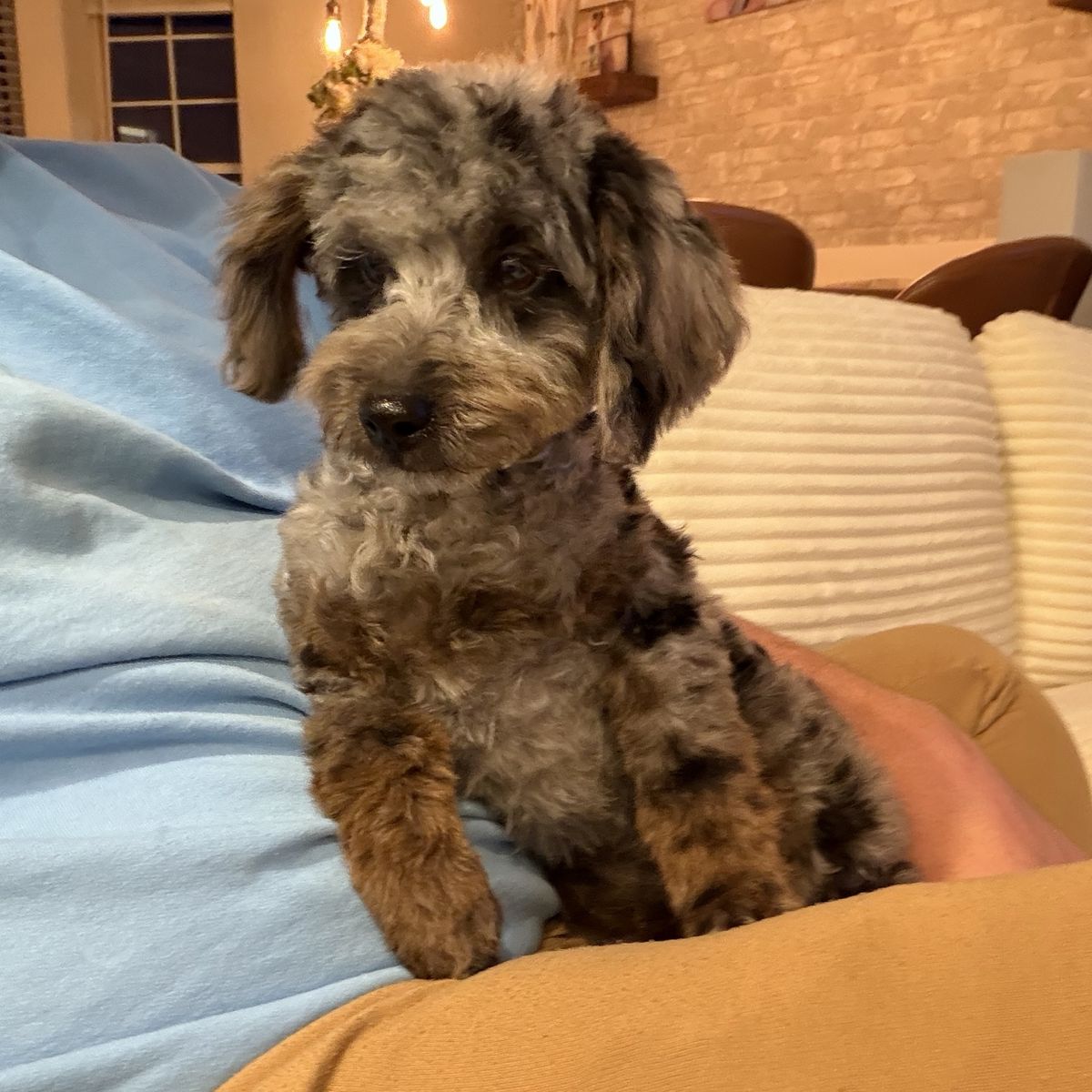 Aussiedoodle Puppies