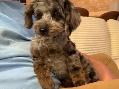 Aussiedoodle Puppies