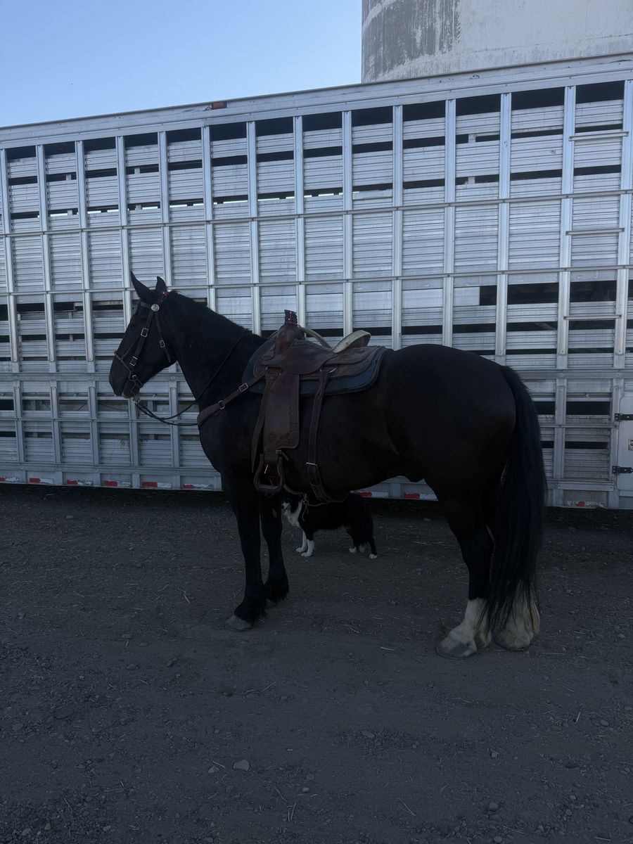 Percheron Quarter Horse Cross