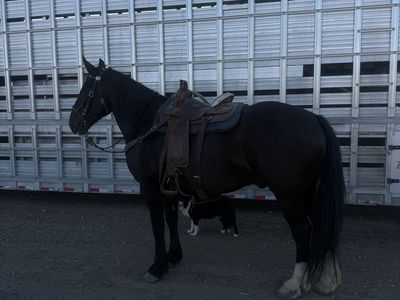Percheron Quarter Horse Cross