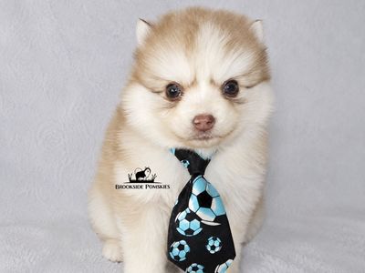 Potty Trained Pomsky Puppy Pomeranian Siberian Husky Mix