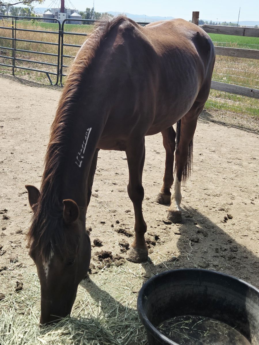 09' mustang mare